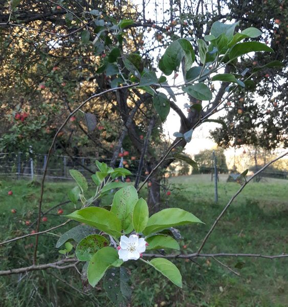 Datei:Herbstblüte Holler.jpg