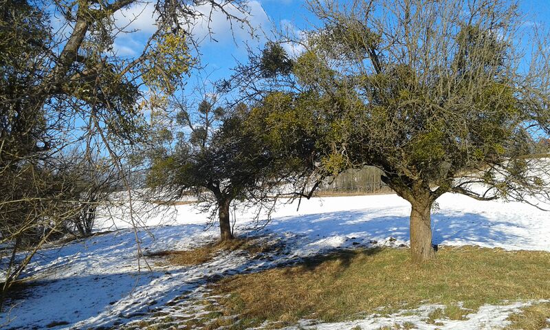 Datei:Mistelbefall Holler.jpg