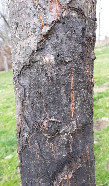 Datei:Rindenbrand kompr Holler.jpg